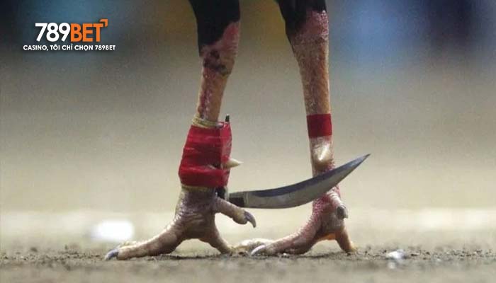Luật chơi cá cược đá gà cựa dao tại 789BET
